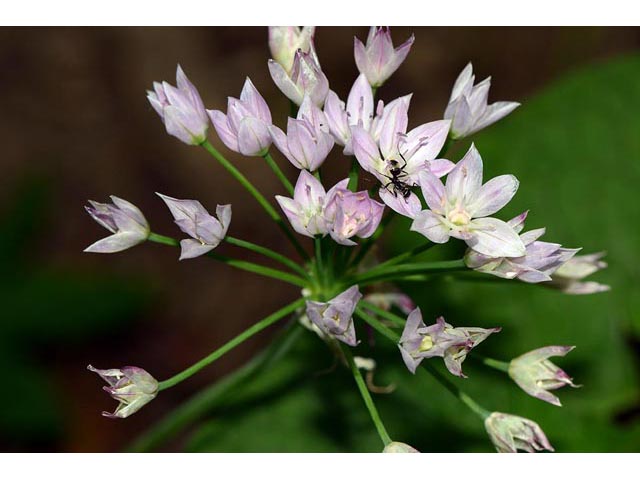 Allium unifolium (Oneleaf onion) #61591