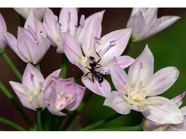 Allium unifolium (Oneleaf onion) #61592