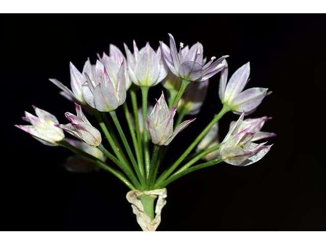 Allium unifolium (Oneleaf onion) #61594