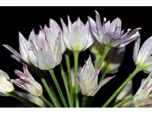 Allium unifolium (Oneleaf onion) #61595