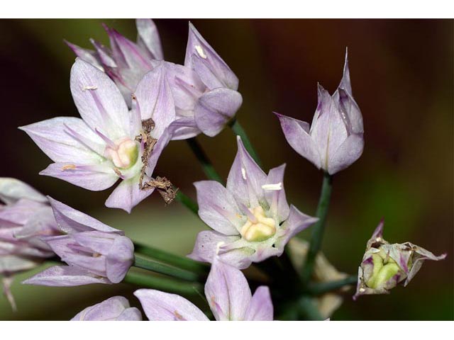 Allium unifolium (Oneleaf onion) #61596