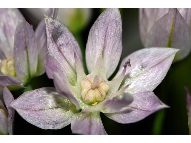 Allium unifolium (Oneleaf onion) #61599