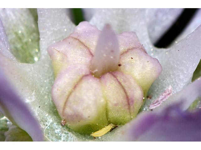 Allium unifolium (Oneleaf onion) #61600