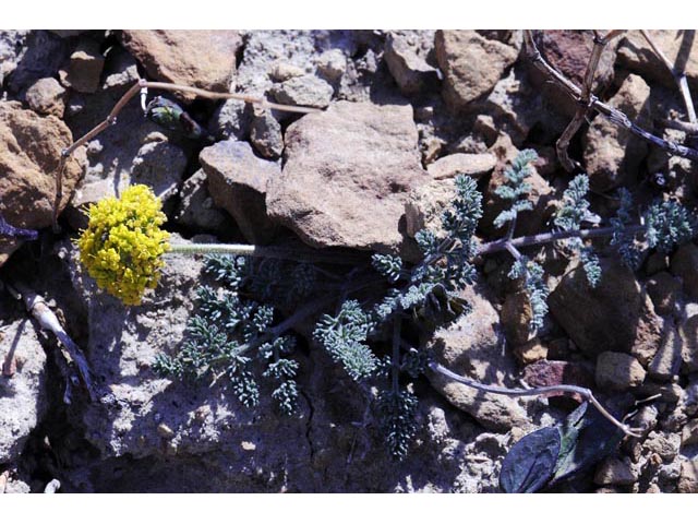 Lomatium foeniculaceum (Desert biscuitroot) #61629
