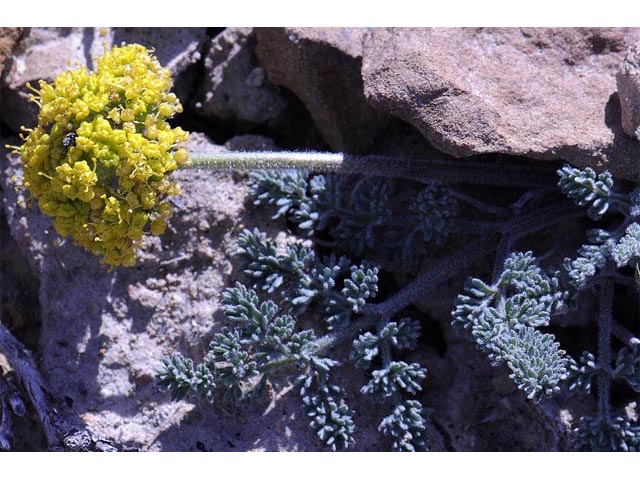 Lomatium foeniculaceum (Desert biscuitroot) #61630