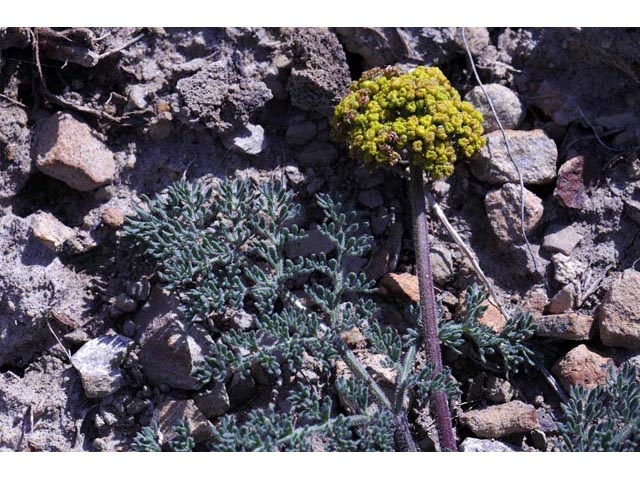 Lomatium foeniculaceum (Desert biscuitroot) #61631