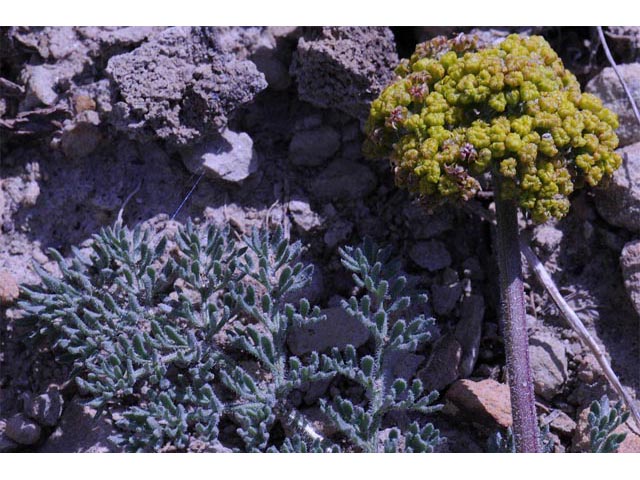 Lomatium foeniculaceum (Desert biscuitroot) #61632