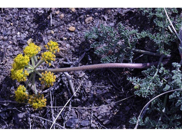 Lomatium foeniculaceum (Desert biscuitroot) #61633