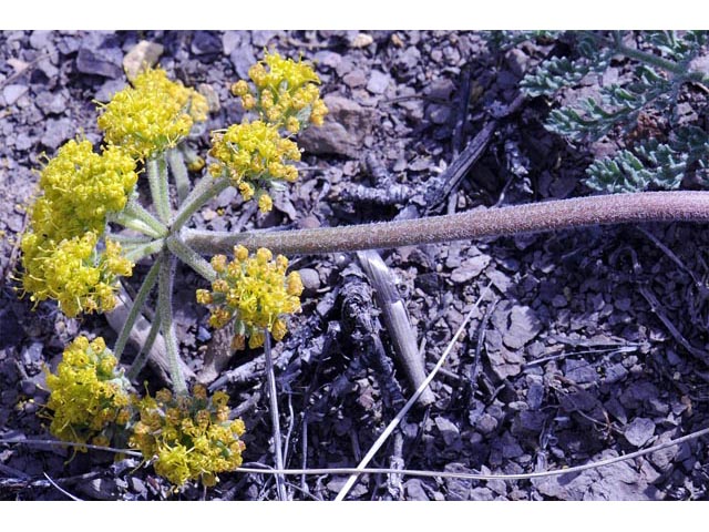 Lomatium foeniculaceum (Desert biscuitroot) #61634