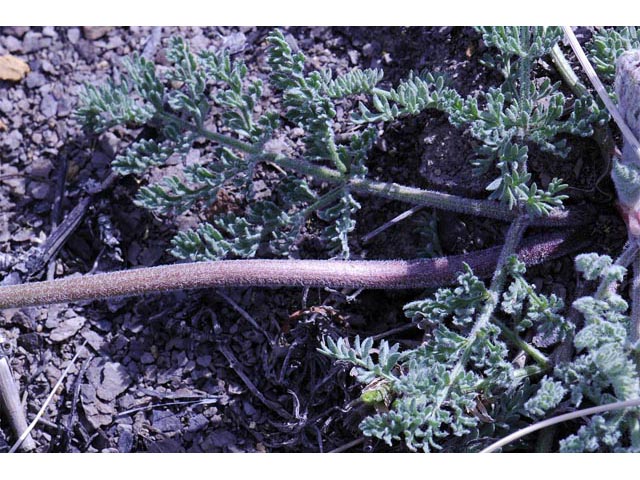 Lomatium foeniculaceum (Desert biscuitroot) #61635
