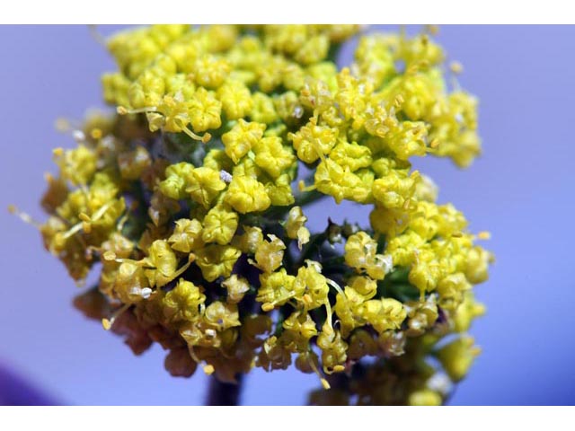 Lomatium foeniculaceum (Desert biscuitroot) #61636