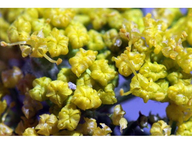 Lomatium foeniculaceum (Desert biscuitroot) #61637
