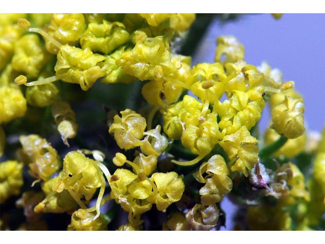 Lomatium foeniculaceum (Desert biscuitroot) #61638