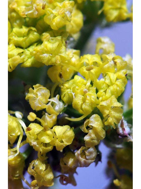 Lomatium foeniculaceum (Desert biscuitroot) #61639