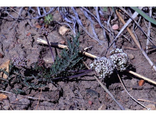 Lomatium orientale (Northern idaho biscuitroot) #61648