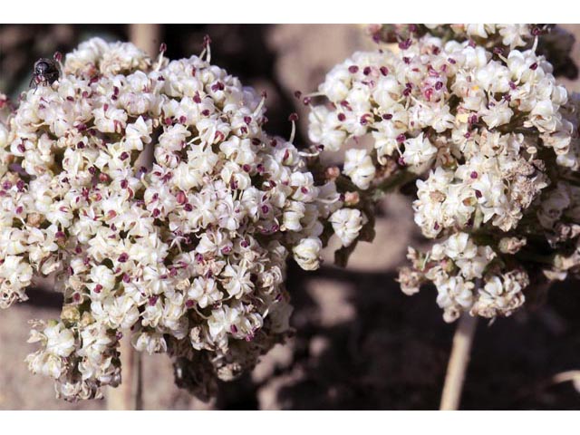 Lomatium orientale (Northern idaho biscuitroot) #61651