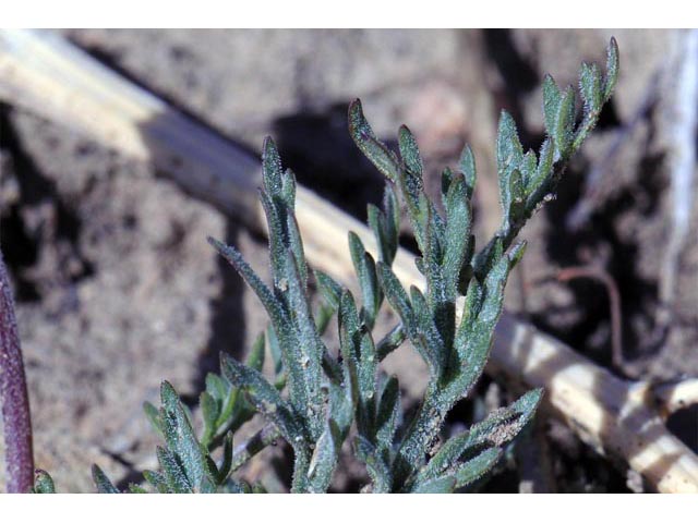 Lomatium orientale (Northern idaho biscuitroot) #61655