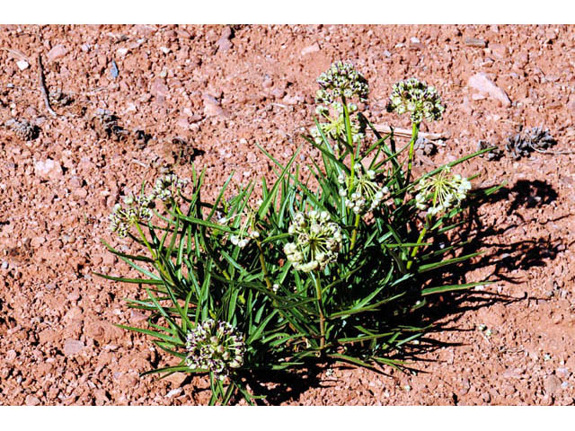 Asclepias asperula ssp. asperula (Antelope-horns) #61672