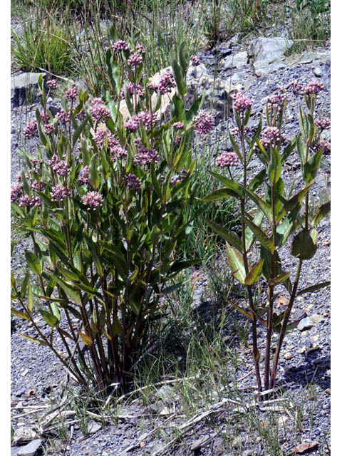 Asclepias speciosa (Showy milkweed) #61677