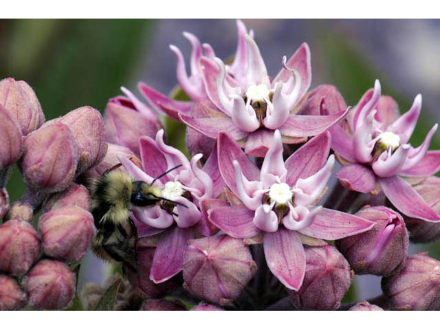 Asclepias speciosa (Showy milkweed) #61682