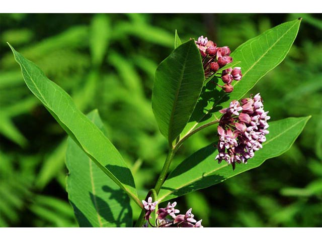Asclepias syriaca (Common milkweed) #61687