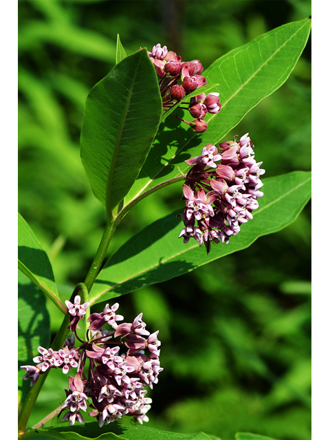 Asclepias syriaca (Common milkweed) #61688