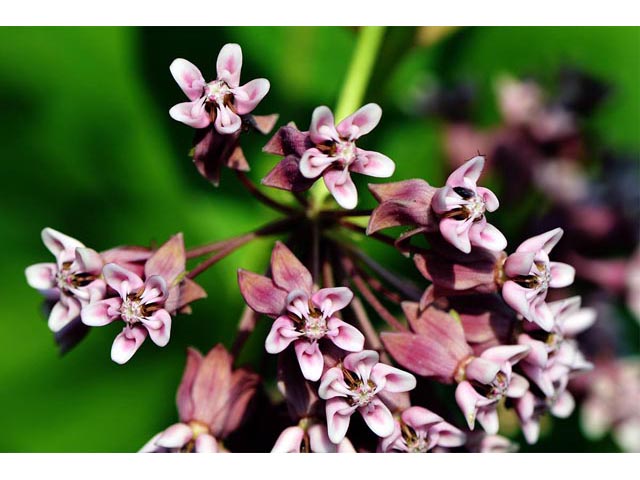 Asclepias syriaca (Common milkweed) #61690