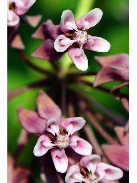 Asclepias syriaca (Common milkweed) #61691