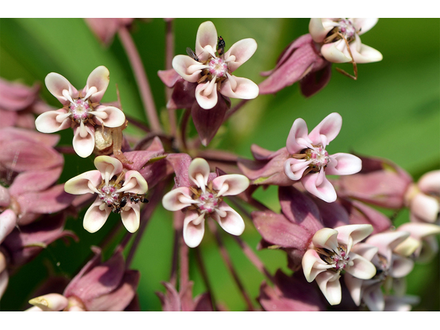 Asclepias syriaca (Common milkweed) #61692