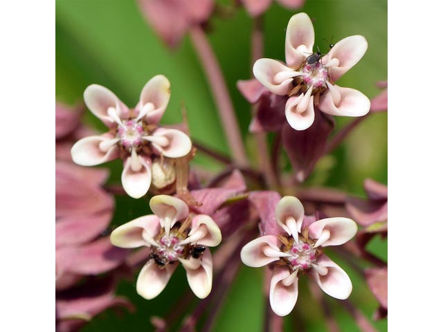 Asclepias syriaca (Common milkweed) #61693