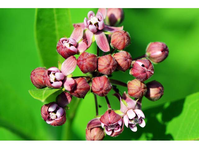 Asclepias syriaca (Common milkweed) #61695