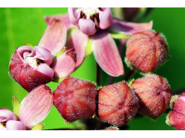 Asclepias syriaca (Common milkweed) #61696