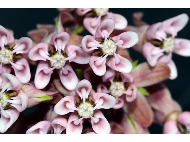 Asclepias syriaca (Common milkweed) #61698