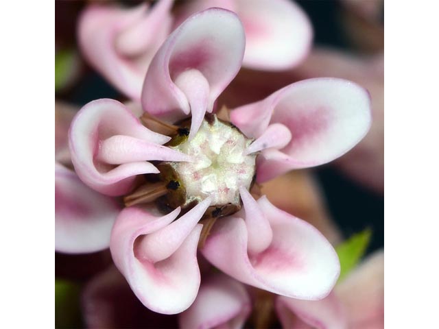 Asclepias syriaca (Common milkweed) #61699