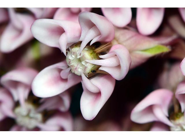 Asclepias syriaca (Common milkweed) #61700