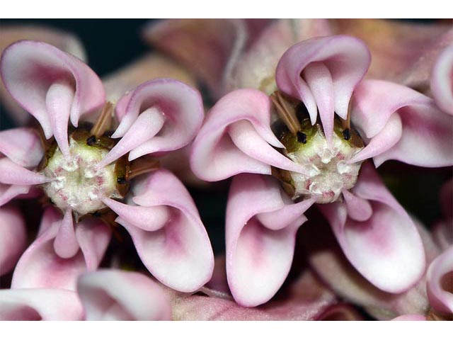 Asclepias syriaca (Common milkweed) #61701