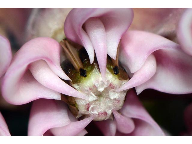 Asclepias syriaca (Common milkweed) #61702