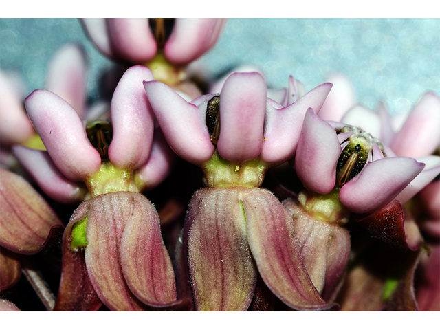 Asclepias syriaca (Common milkweed) #61703