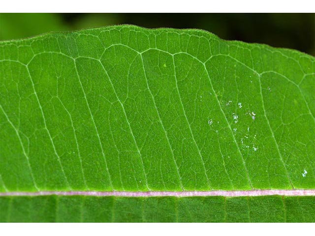 Asclepias syriaca (Common milkweed) #61708