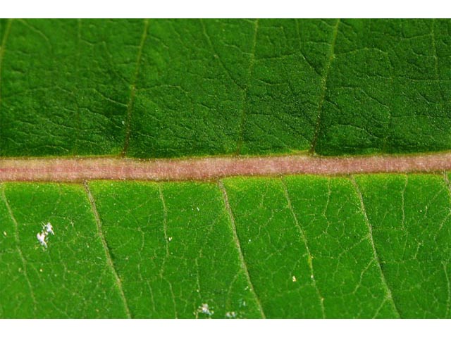 Asclepias syriaca (Common milkweed) #61710