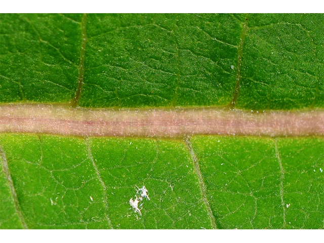 Asclepias syriaca (Common milkweed) #61711