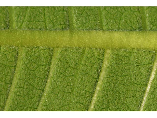 Asclepias syriaca (Common milkweed) #61713