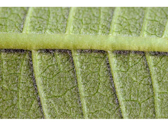 Asclepias syriaca (Common milkweed) #61714