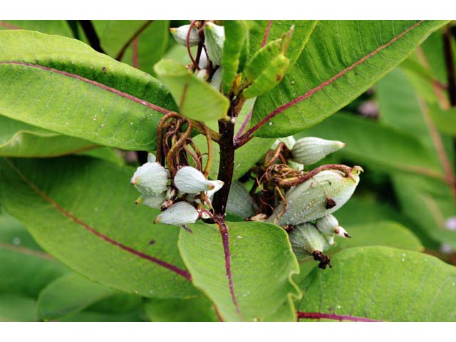 Asclepias syriaca (Common milkweed) #61718