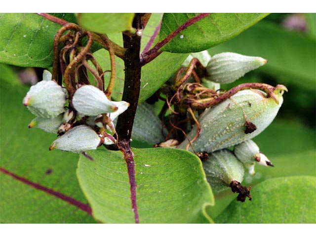 Asclepias syriaca (Common milkweed) #61719