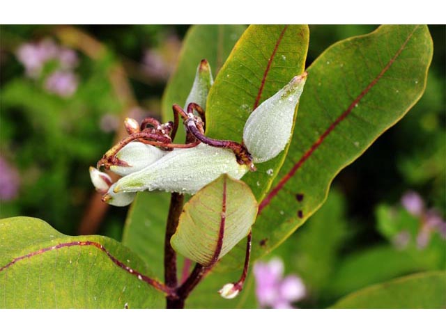 Asclepias syriaca (Common milkweed) #61720