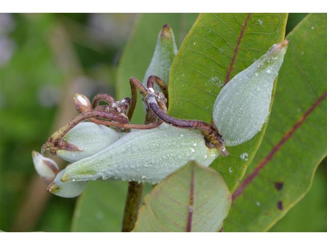 Asclepias syriaca (Common milkweed) #61721