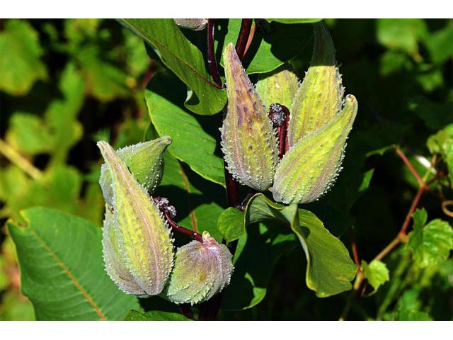 Asclepias syriaca (Common milkweed) #61722