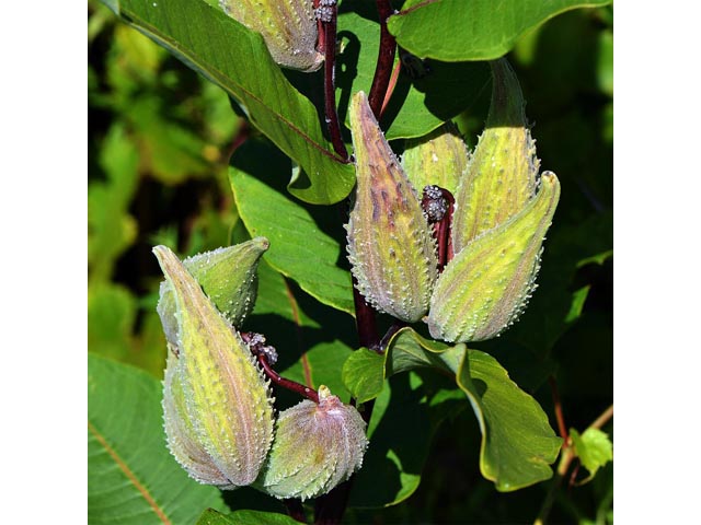 Asclepias syriaca (Common milkweed) #61723