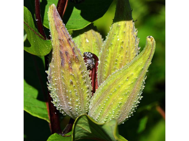 Asclepias syriaca (Common milkweed) #61725